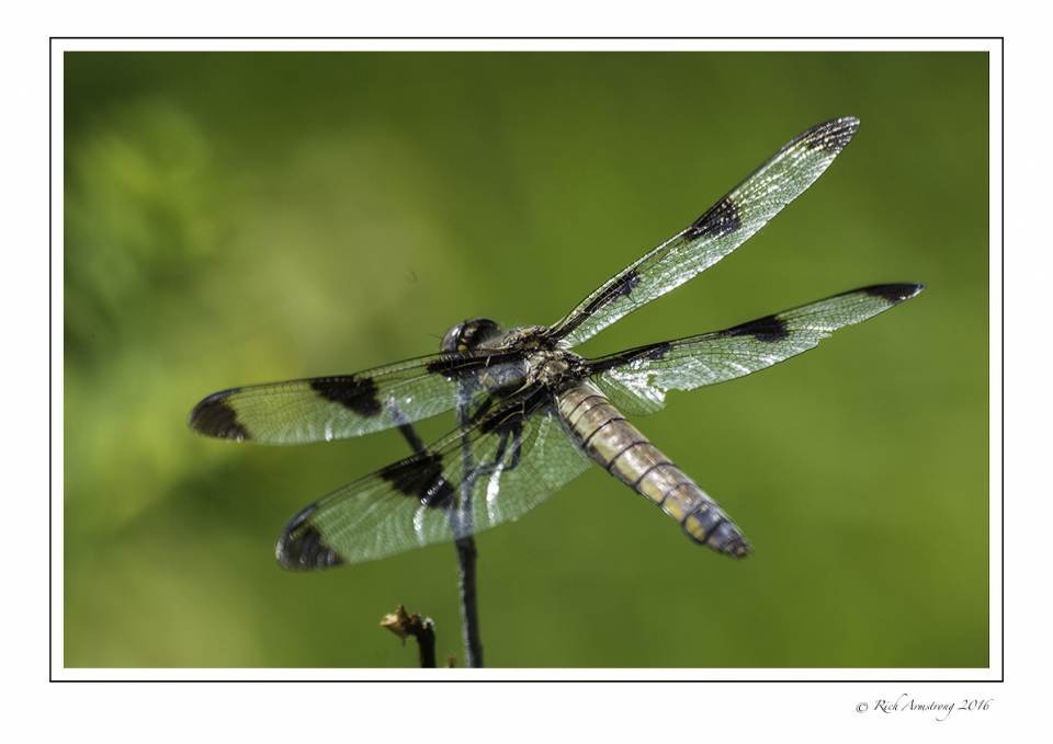 dragonfly 5w copy.jpg